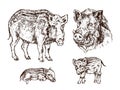 Wild boar Sus scrofa collection, pig side view, muzzle and piglets, gravure style ink drawing illustration isolated